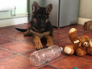 1 male available