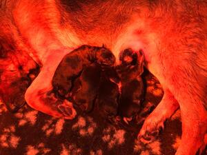 RED QUEEN & HER PUPPY’S