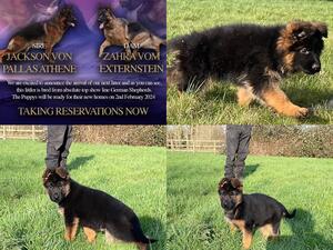 Zahra & Jackson Puppy’s