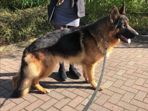 Catanos Von Der Tieftalswand (sire)