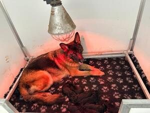 Zahra Vom Externstein & Puppy’s Born 08/12/2023