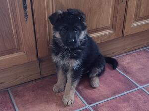 7 pups born on the 02/01/2022 1 male available