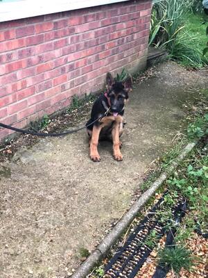 Born 29/06/2021 1 Female Available