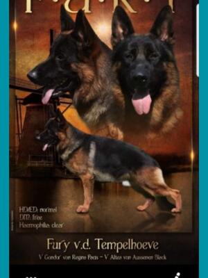 Sire: Fury v.d. Tempelhoeve