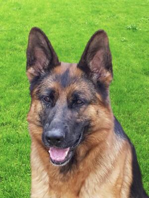 Lady has a fantastic temperament