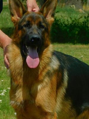 GRAZIA VOM BRANITZER PARK (IMP DEU )