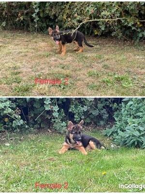 Female puppy