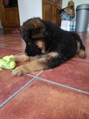 Sire: fury v.d. Tempelhoeve Dam: Zahra Vom Exte
