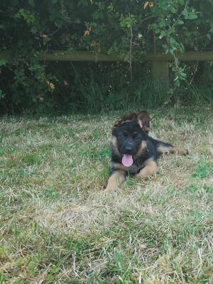 Suraya Vom Altenberger Land puppy’s
