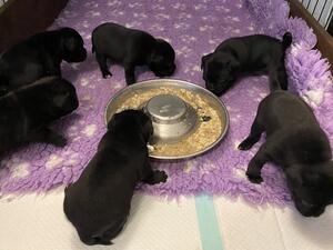 Pups Eating