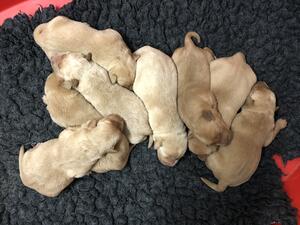 Pups at 2weeks