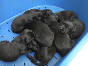 Previous Litter