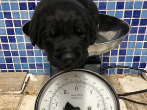 Pup at 2wks, being weighed prior to 1st worming