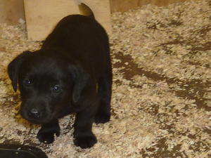 black labrador pups 7wks