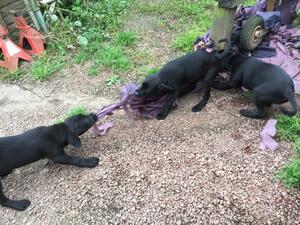 Tug of War !