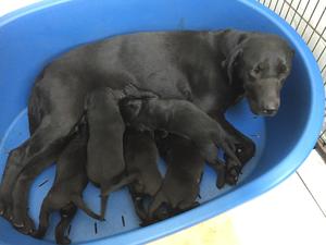 Previous litter