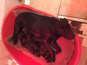 Raven with puppies at 3 days.