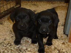 Black Lab dog pups