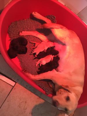 Abbey with 4 day old puppies