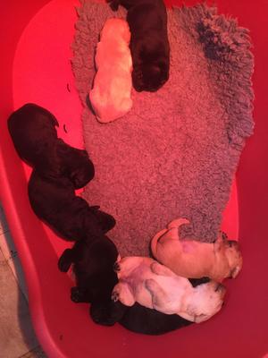 10 day old puppies