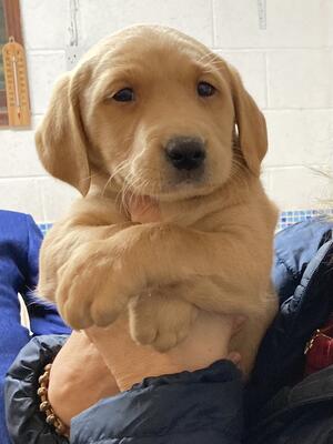 Scully’s bitch pup at 6 wks old.