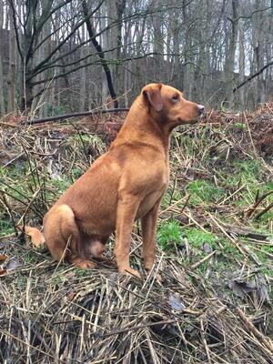 HEUGHALL GENEPI. ( SIRE )
