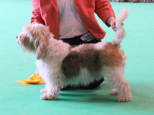 Robin Crufts 2016