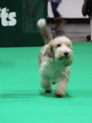 Esme Crufts 2018