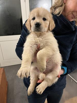 A beautiful bitch available to a loving home.