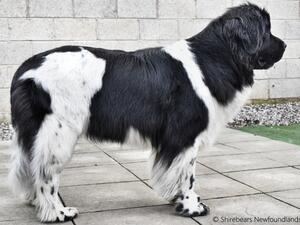 FURKA BEAUTIFUL GREAT DANE FOR SHIREBEARS