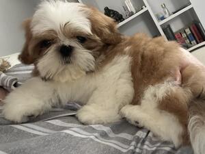 Male Shih Tzu ready now