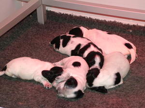 10 Days Old