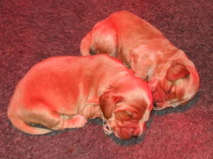 13 days old