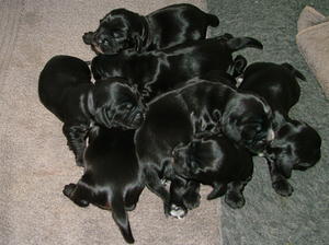 1 Week old