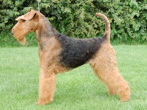 Willow Ch Muliebrity Sun Kissed