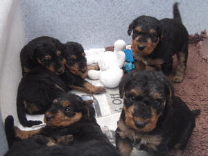 PUPS
