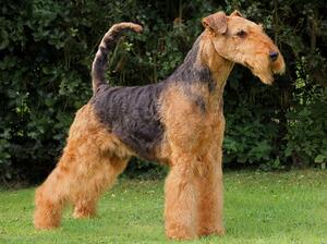 Freddie Ch Sherifs Red Beret