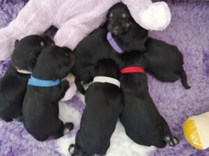 PUPS