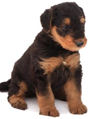 Airedale puppy 7 weeks old