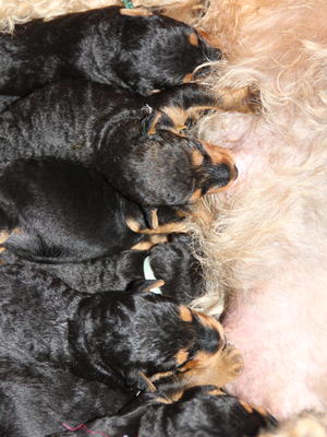 Airedale pups 1 week old