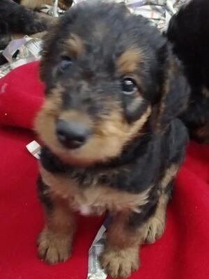 6 week old airedale puppy