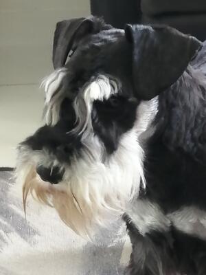 DOUGIE