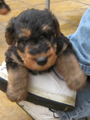 PUP