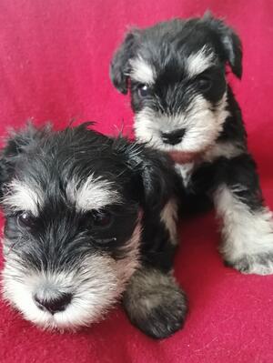 PUPS