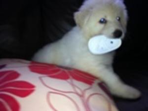puppies7 week old