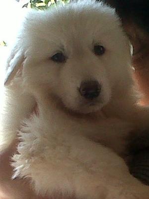 puppies7 week old