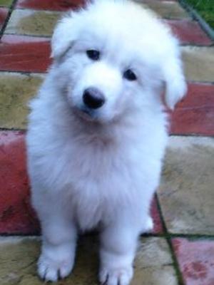puppies7 week old
