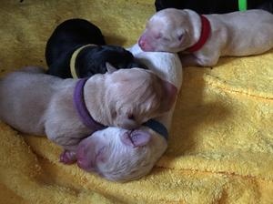 Newborn pups