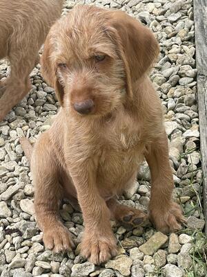 Puppy