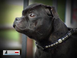Ch.PL-LTJCh.LT Brave Spirit Proton At Sama Slodycz